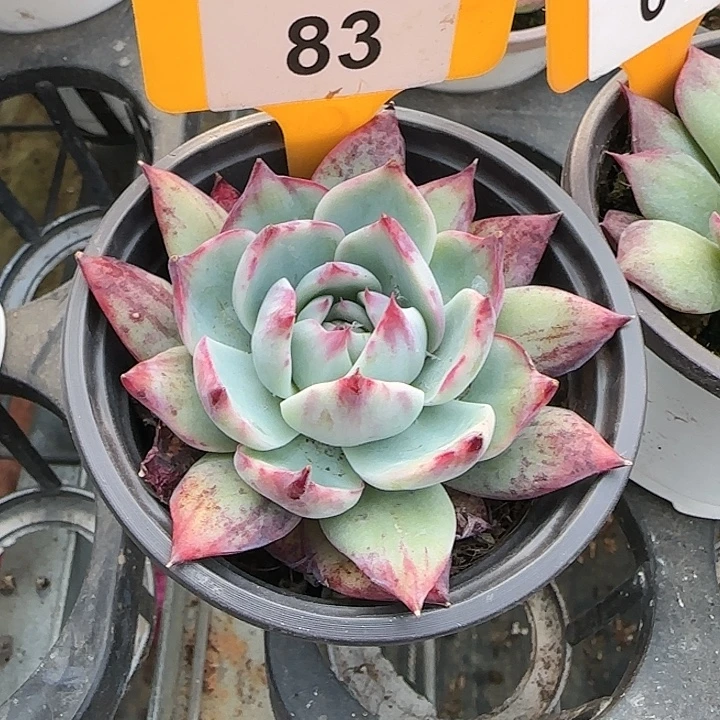 83 惊鸿仙子多肉植物6-9cm