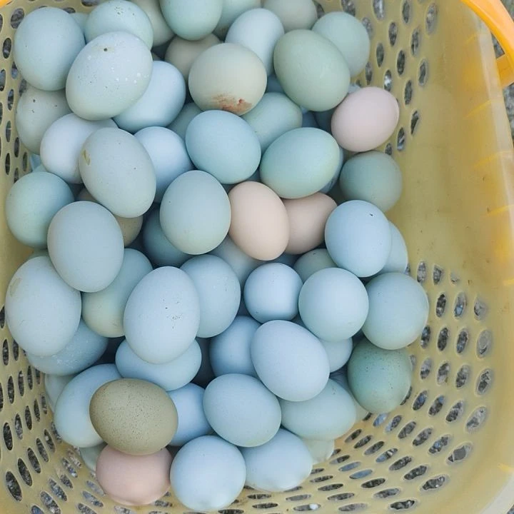 【直播福利】紫阳高山林下散养土鸡蛋20枚装