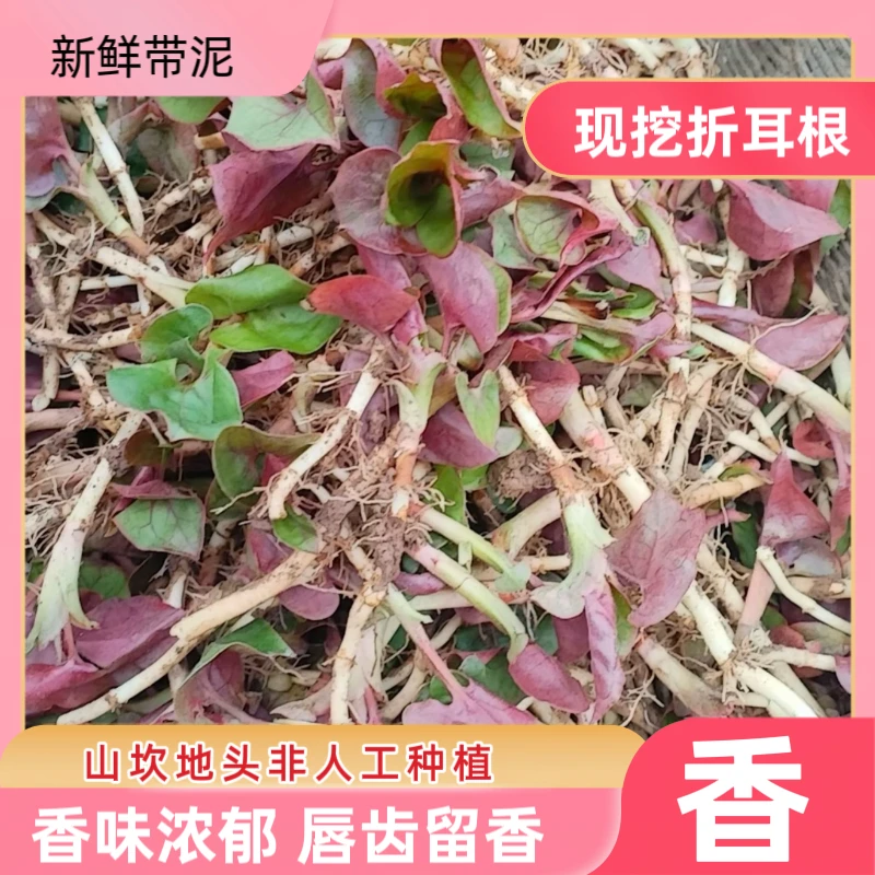 【田坎坎上的折耳根】四川现挖田坎地头折耳根鱼腥草猪鼻孔凉拌清香