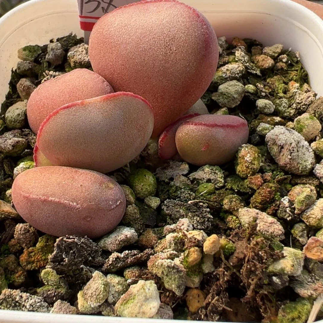 红蛋多肉植物水泡