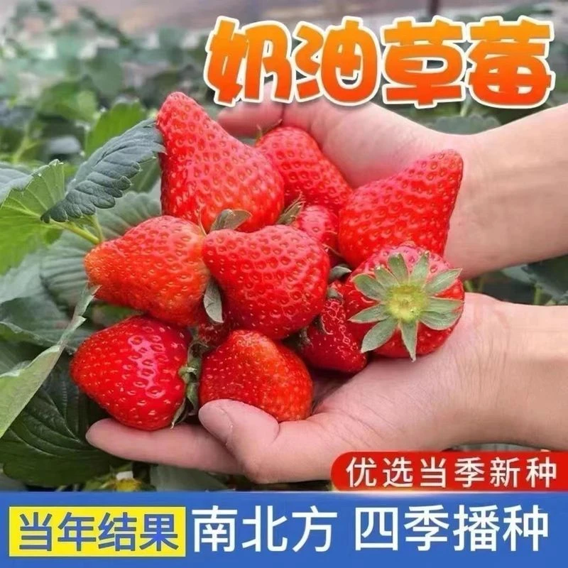 【全店满五包包邮】奶油红草莓种籽子四季草莓阳台盆栽草莓种子秋冬