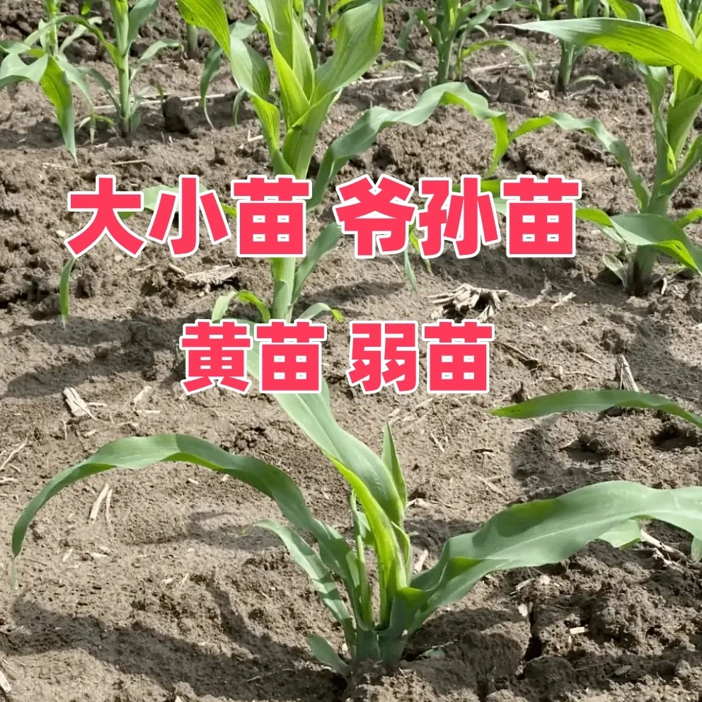 【大小苗】玉米大小苗爷孙苗黄苗弱苗叶面营养组合