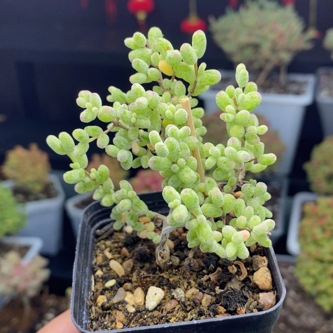 a115号糖球锦枝干