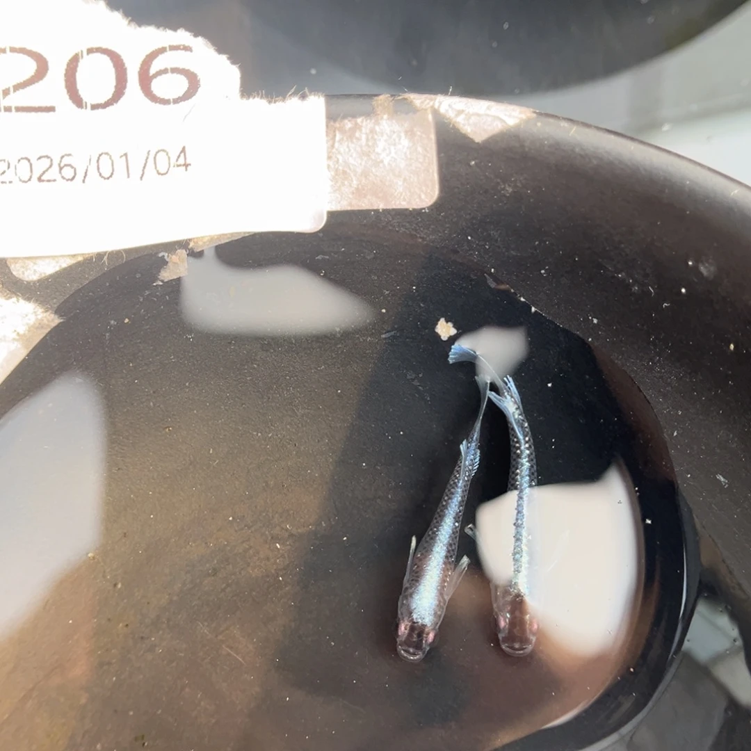 青鳉鱼206新午夜五尾