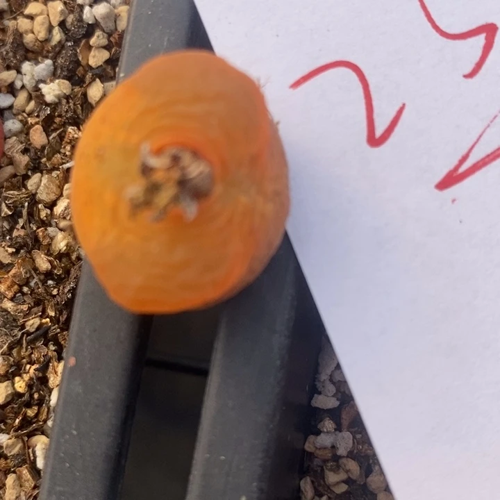 2365一颗有伤一颗