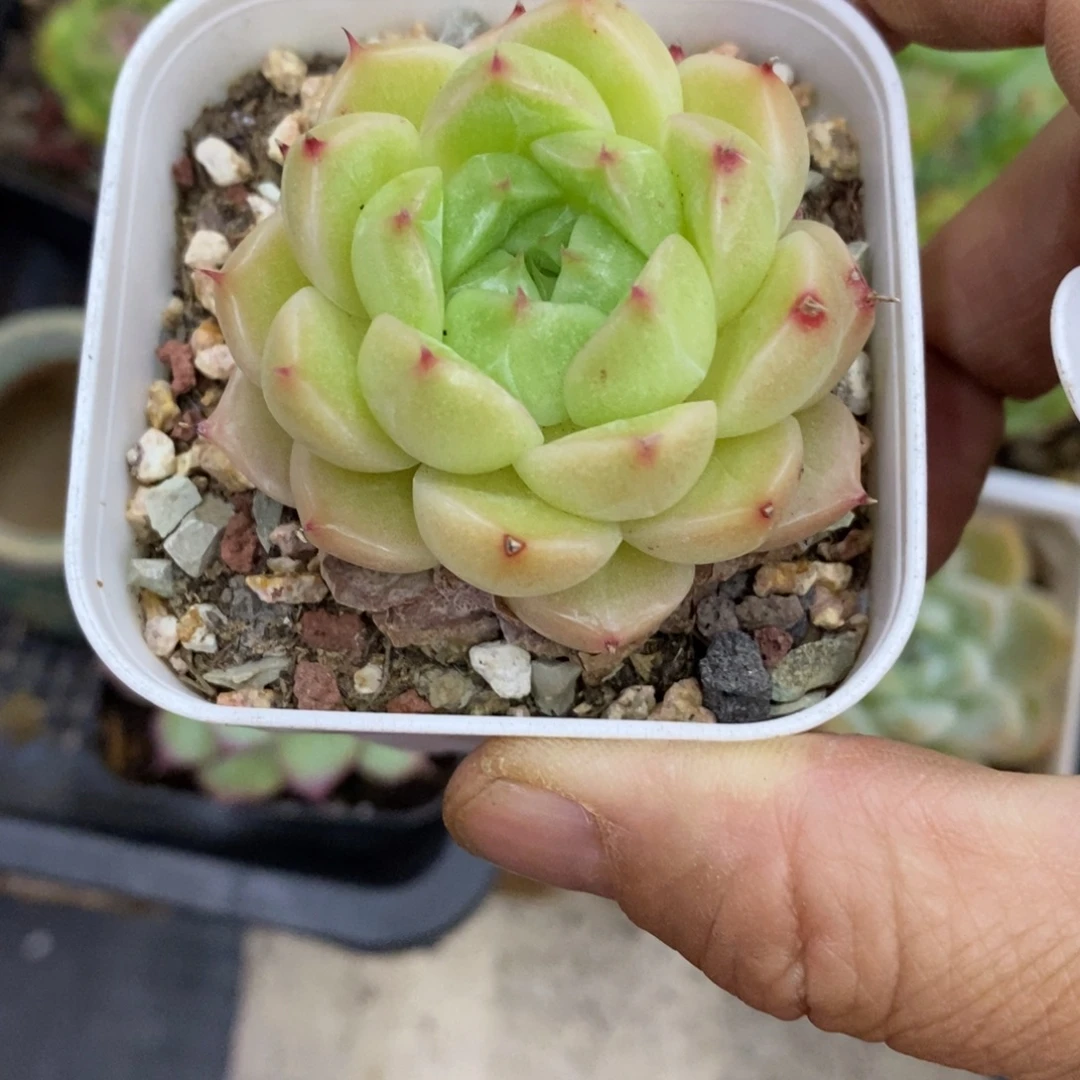 精品多肉一物一拍不包整196