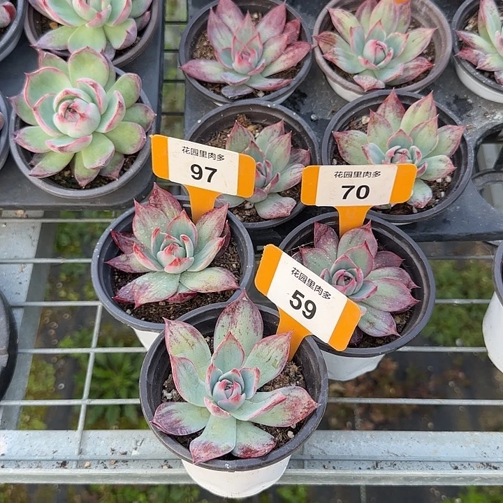 M***f97-59-70 惊鸿单头多肉6-9CM冠幅