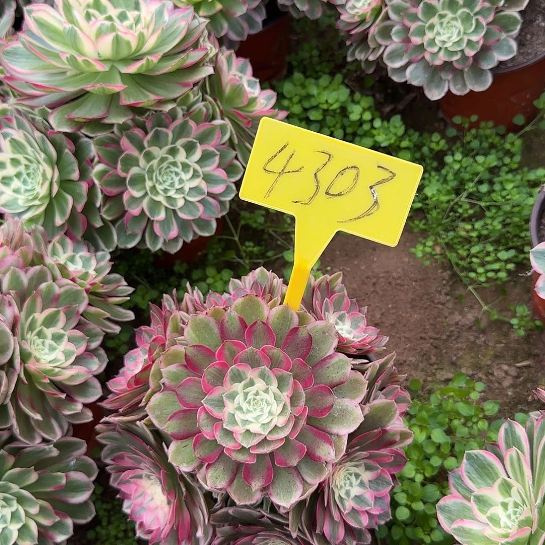 4303--+孔雀翎多头