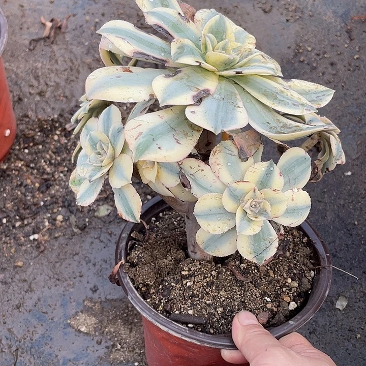 890灿烂多肉植物福利
