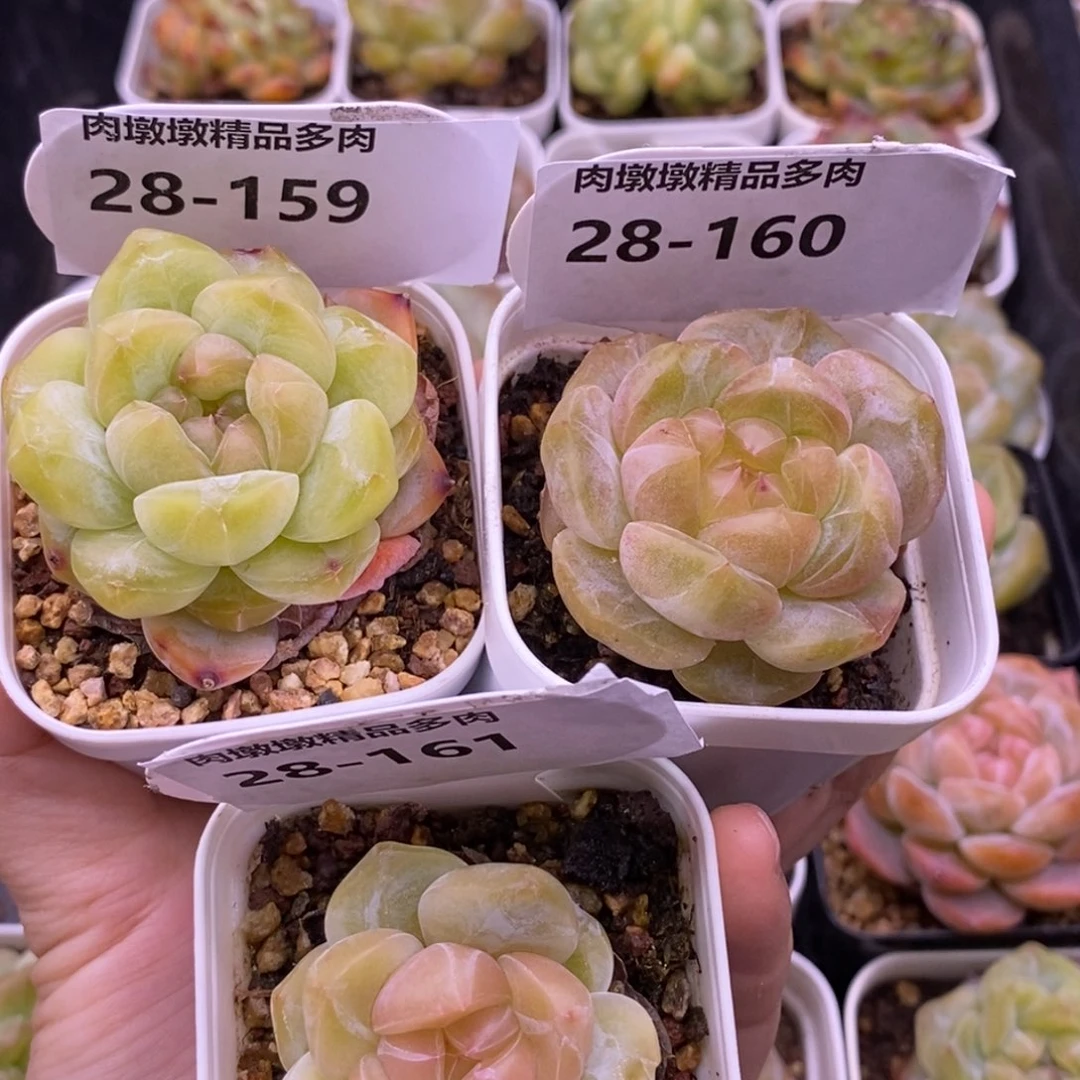 【闪购商品】布*湖25-159 160 161