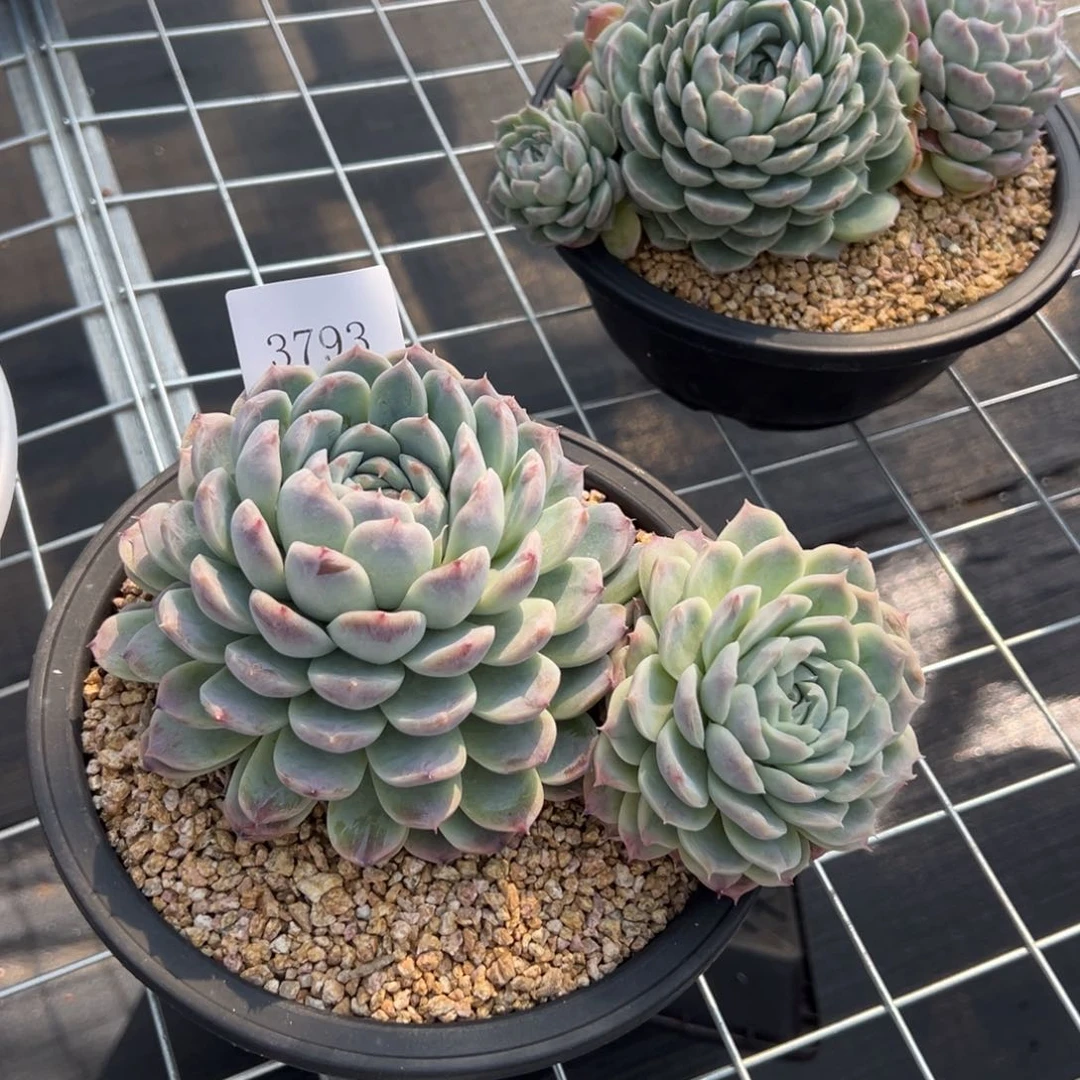 (****)3793肉肉多多多多