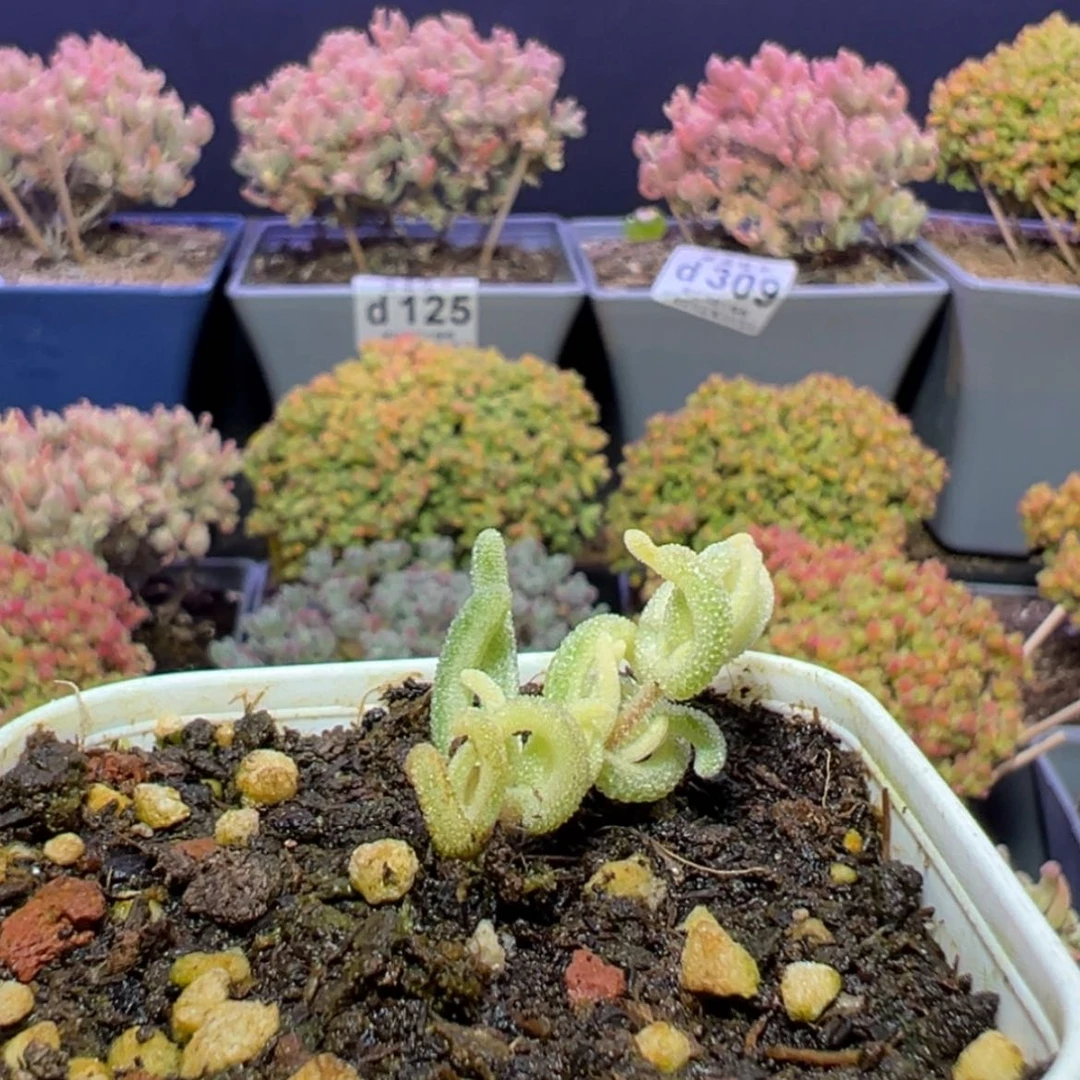 【闪购商品】d368橙叶锦枝干番杏