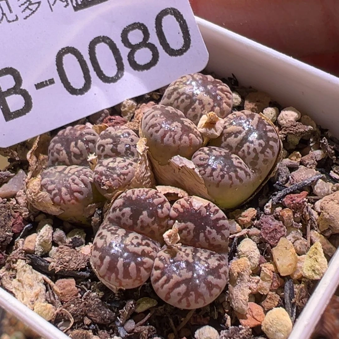 多肉植物11111111111111