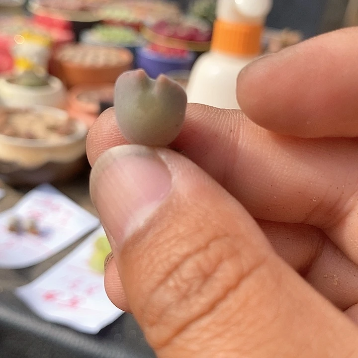 萱8600姬空蝉一颗