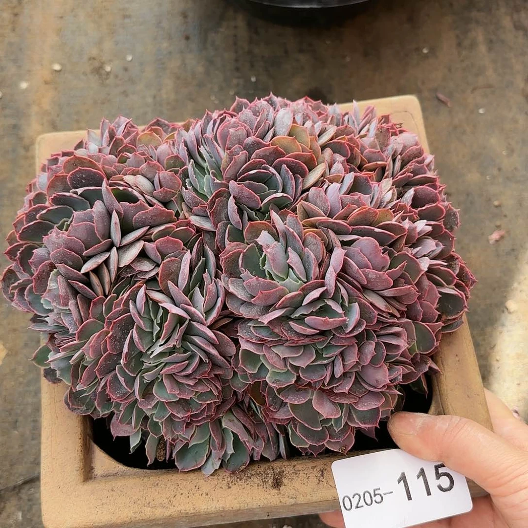 同温层多肉晚霞之舞缀115