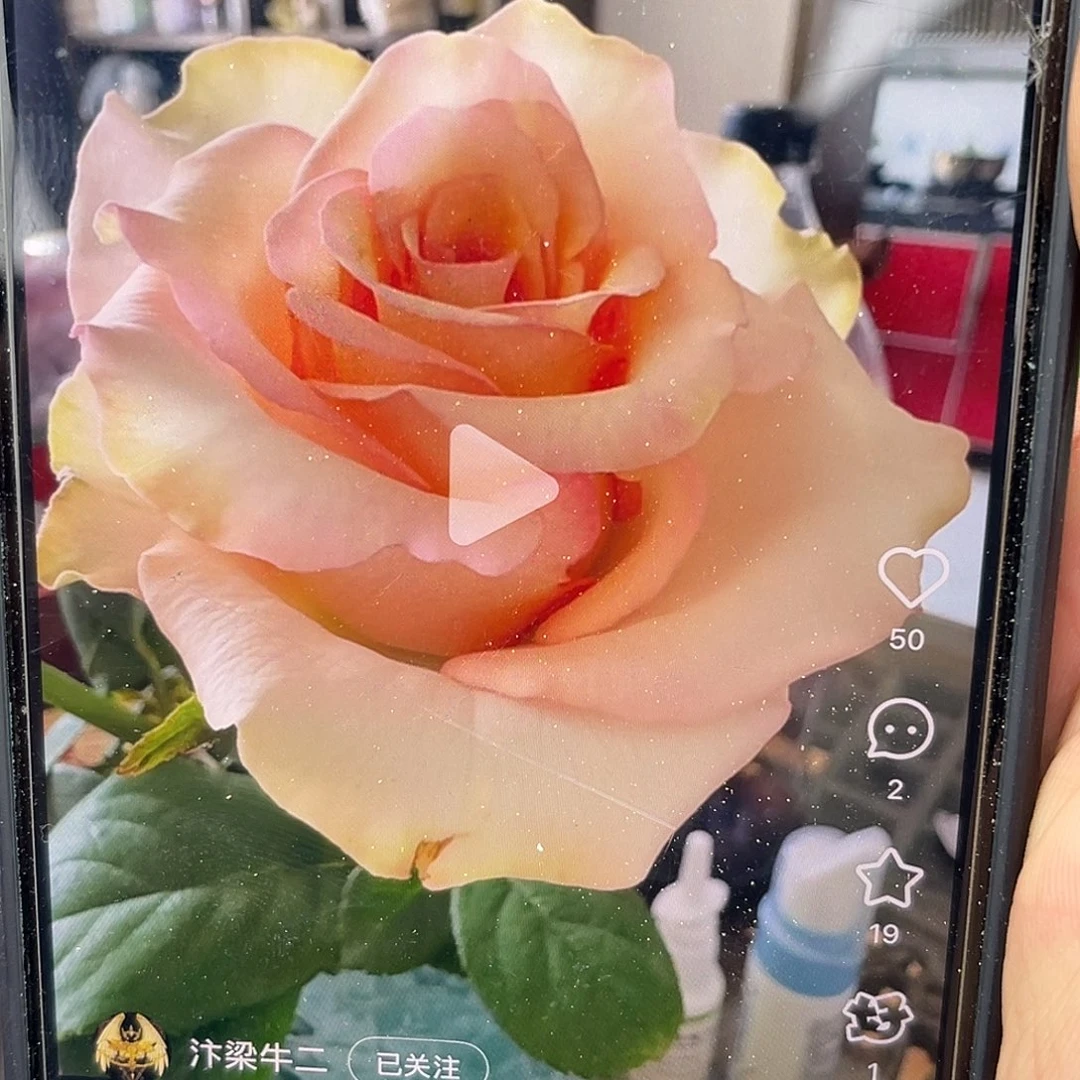 无花朵———-纱布利 福利