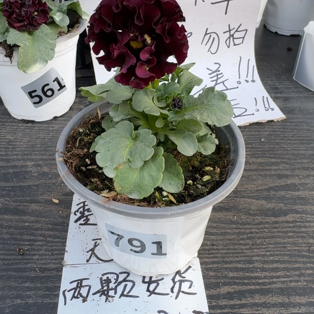 全部花朵791号晚礼服