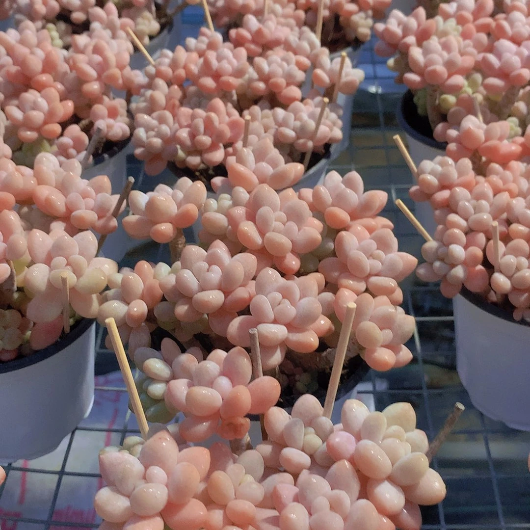 老庄鱼子酱356788999000