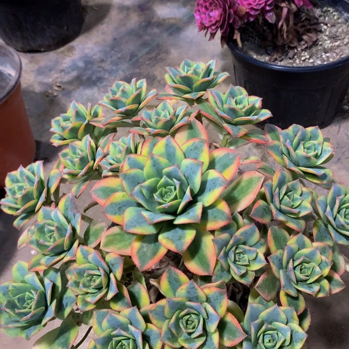 无花朵星爆000000000000