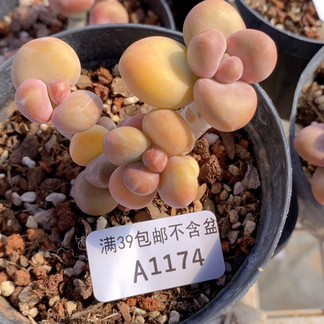 kk奶6cm1174多肉植物