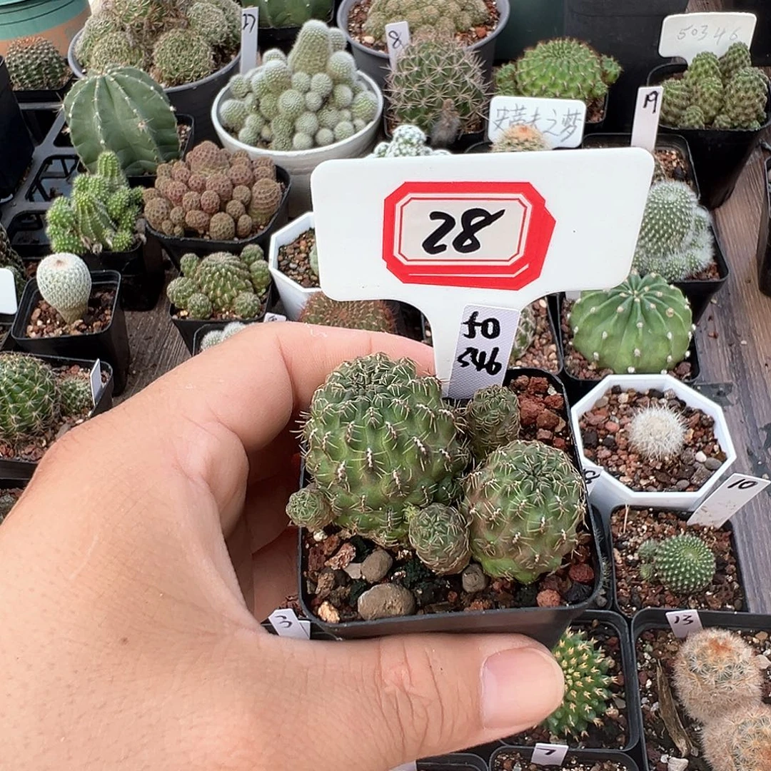 千***~28往事多肉园仙人球往事