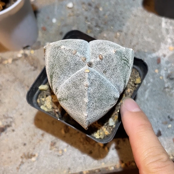 无花朵实生三角银沙鸾凤玉