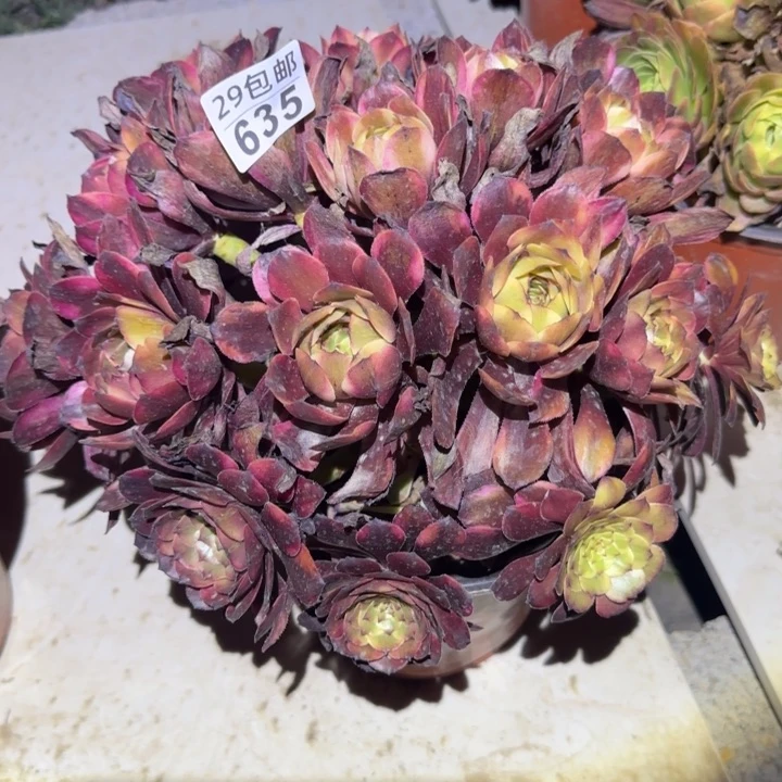 烟花……多肉植物的