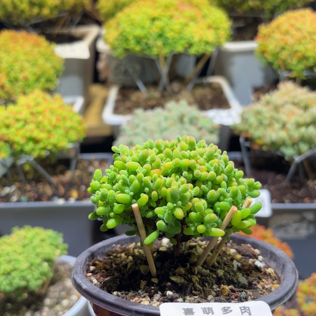 枝干番杏密橘糖球049