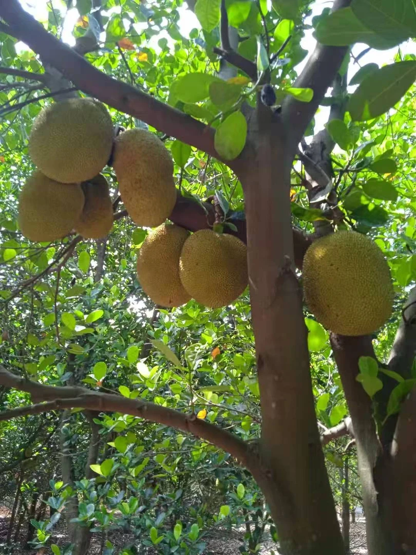 广西干包菠萝蜜农家自种香甜爽口