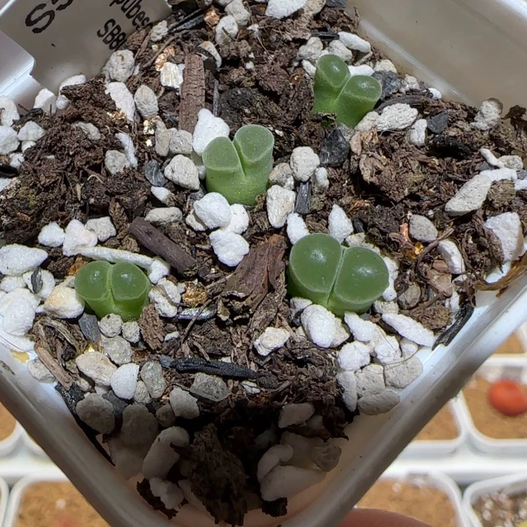 肉锥多肉植物组合-极窗一盆1744