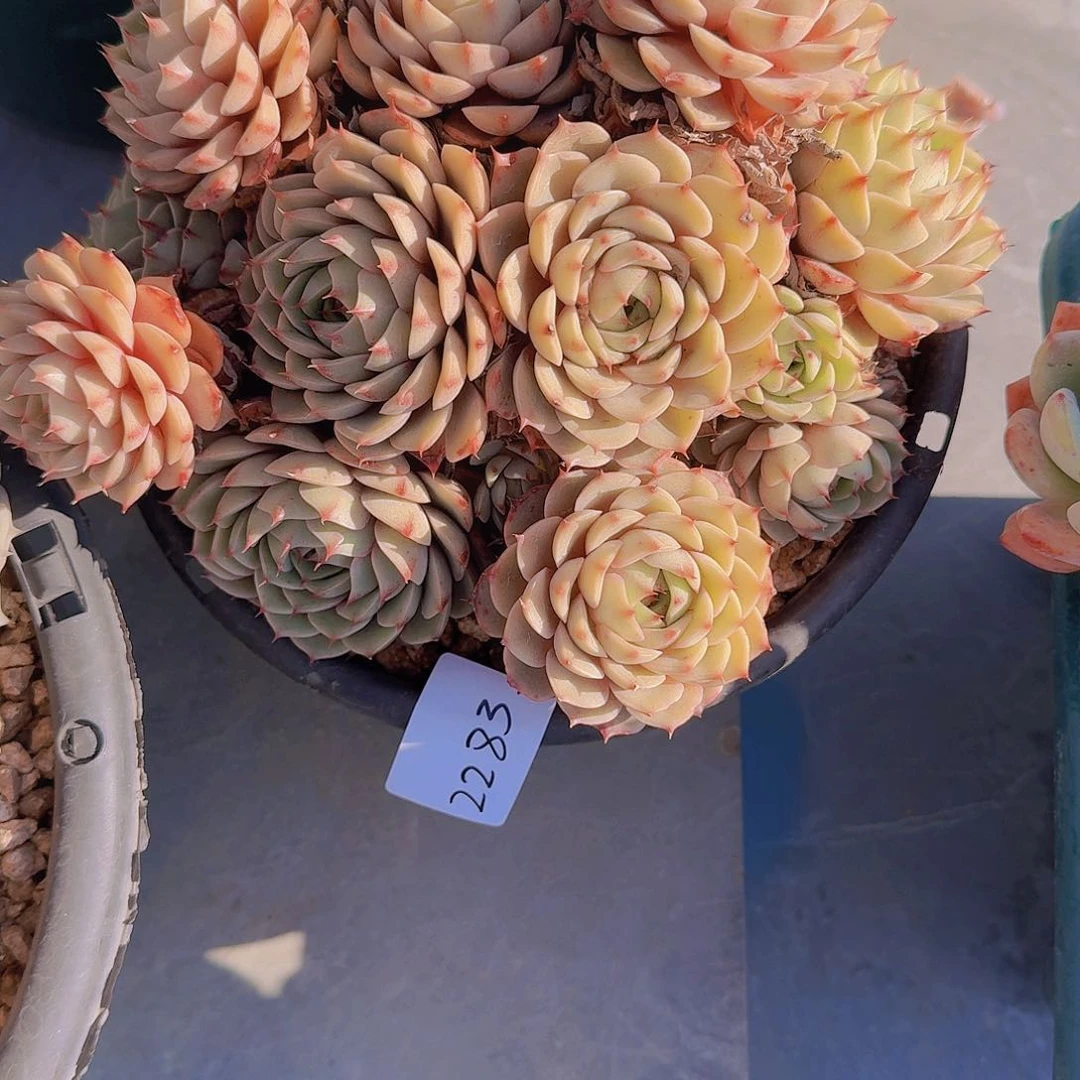 ?****?2283本巴多肉植物