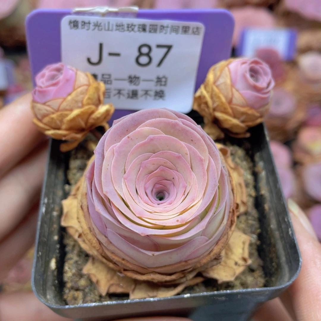 山地玫瑰J87满38包邮裸根发货