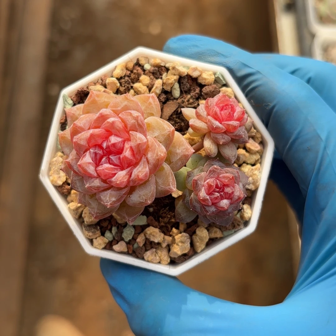 紫水晶群一物一拍