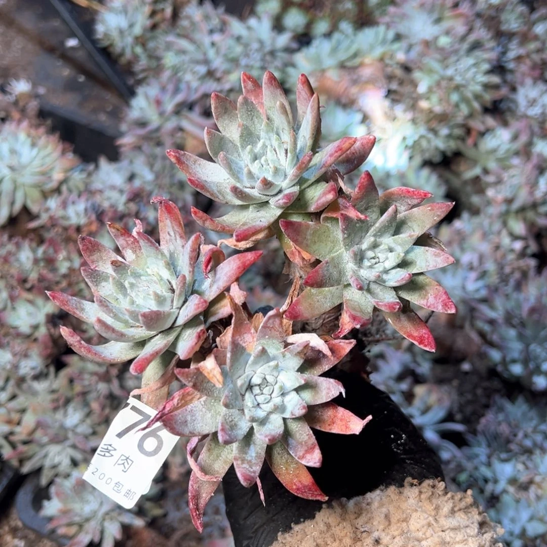 6776哈哈哈哈哈哈哈哈