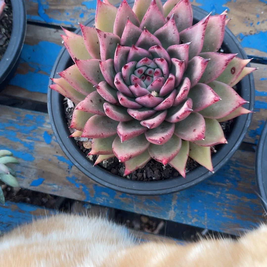 多肉植物黄金果冻