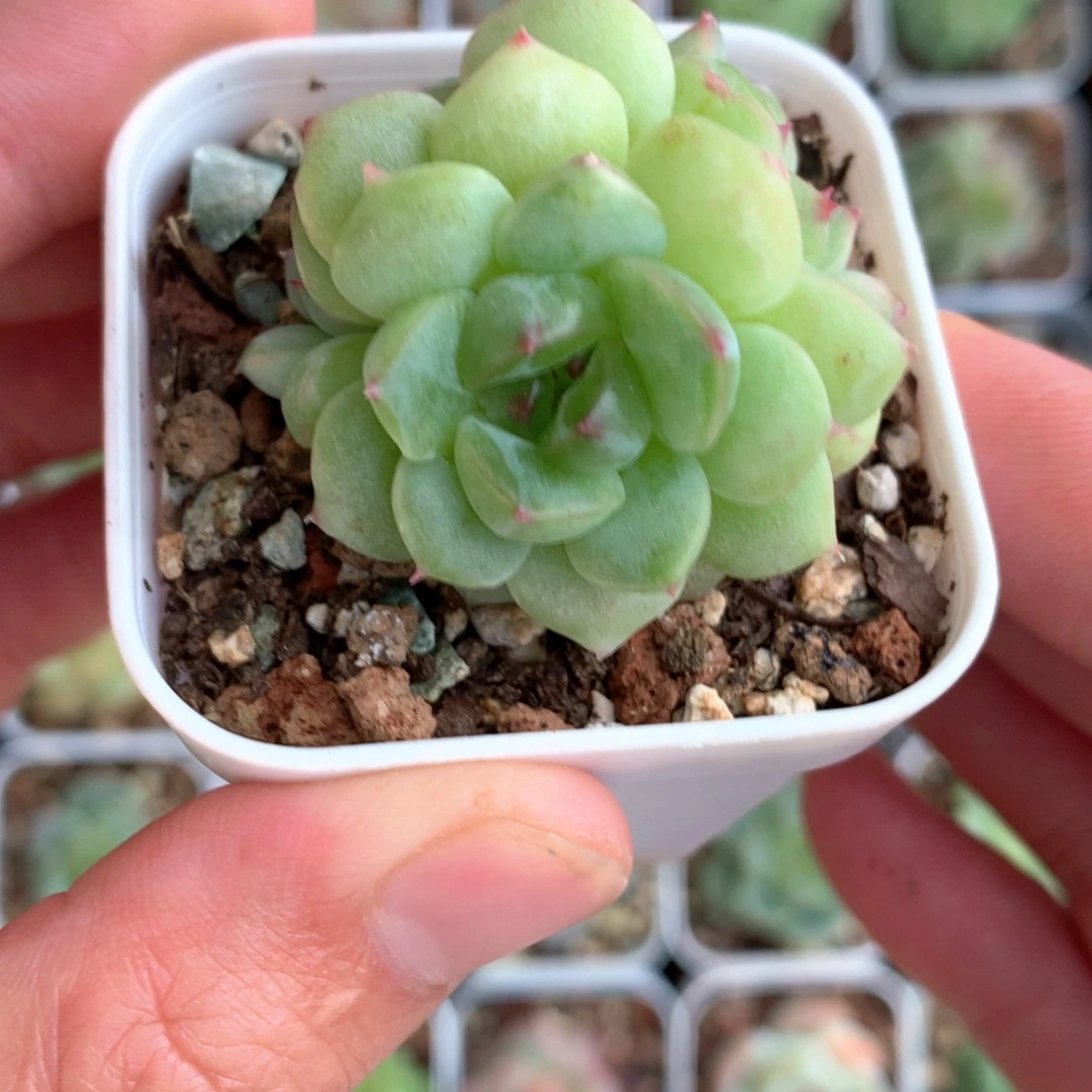 3头圆叶透心。      9号