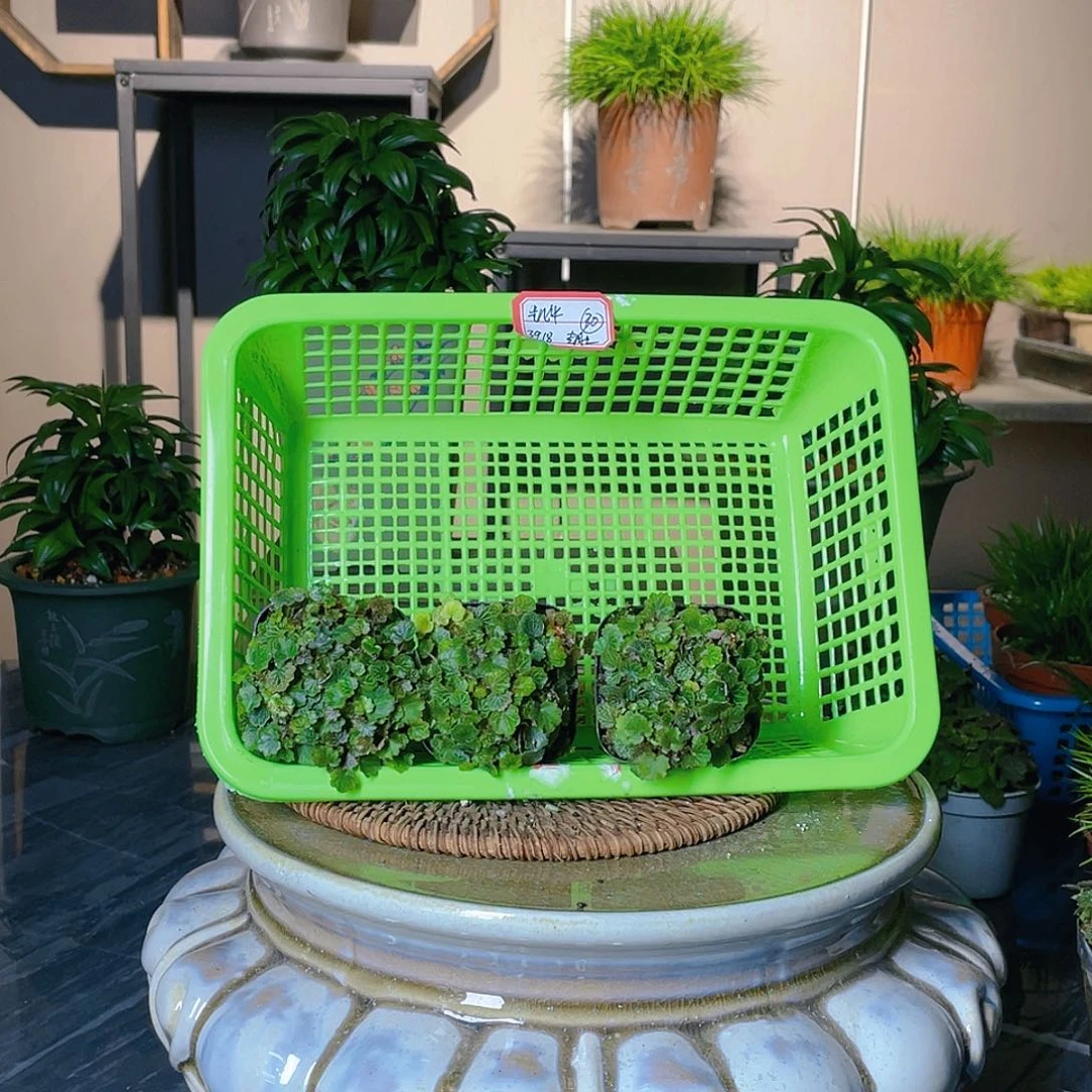 【闪购商品】不开花植物