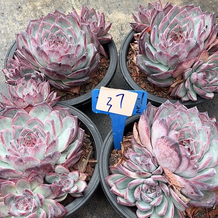 37拉糖一脱土多肉