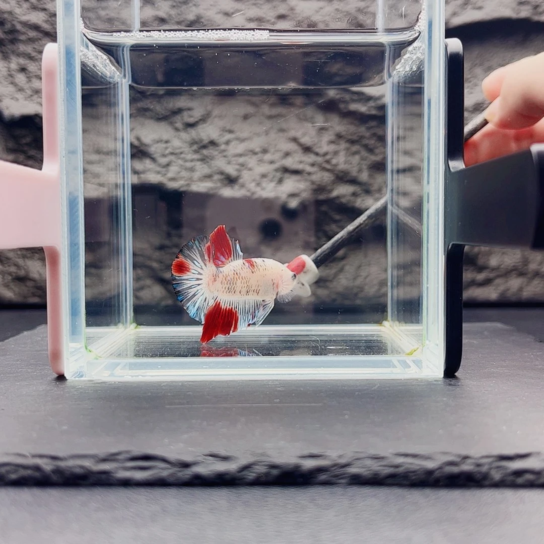 海水鱼宙斯斗鱼竞拍09-19