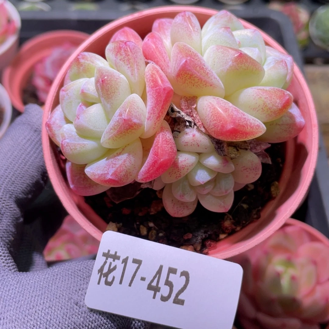 花利美17-452冰玉群