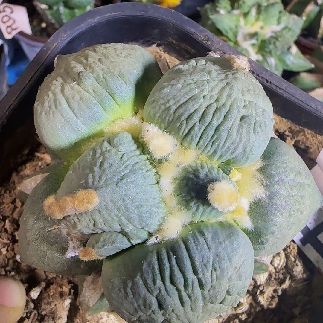 大尤蛋怒774仙人球