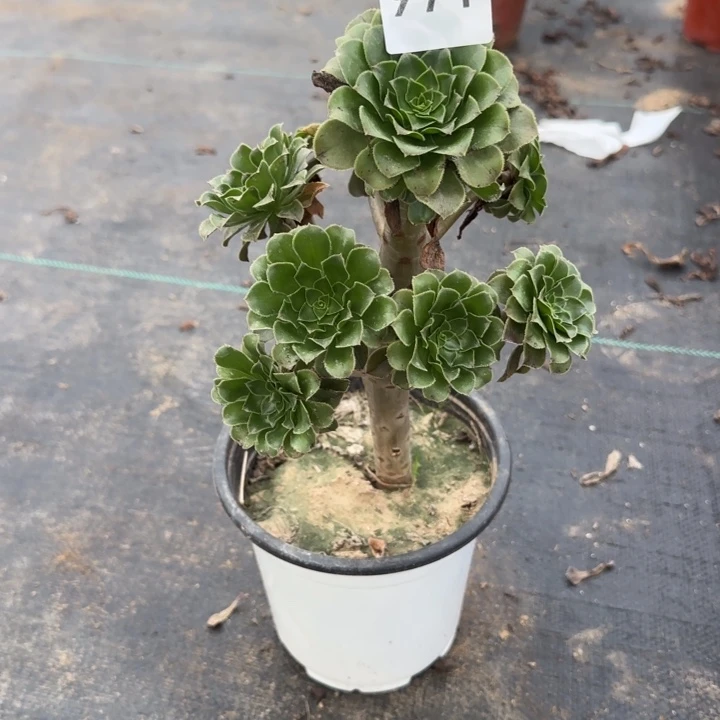 971两单包邮。    绿法师。