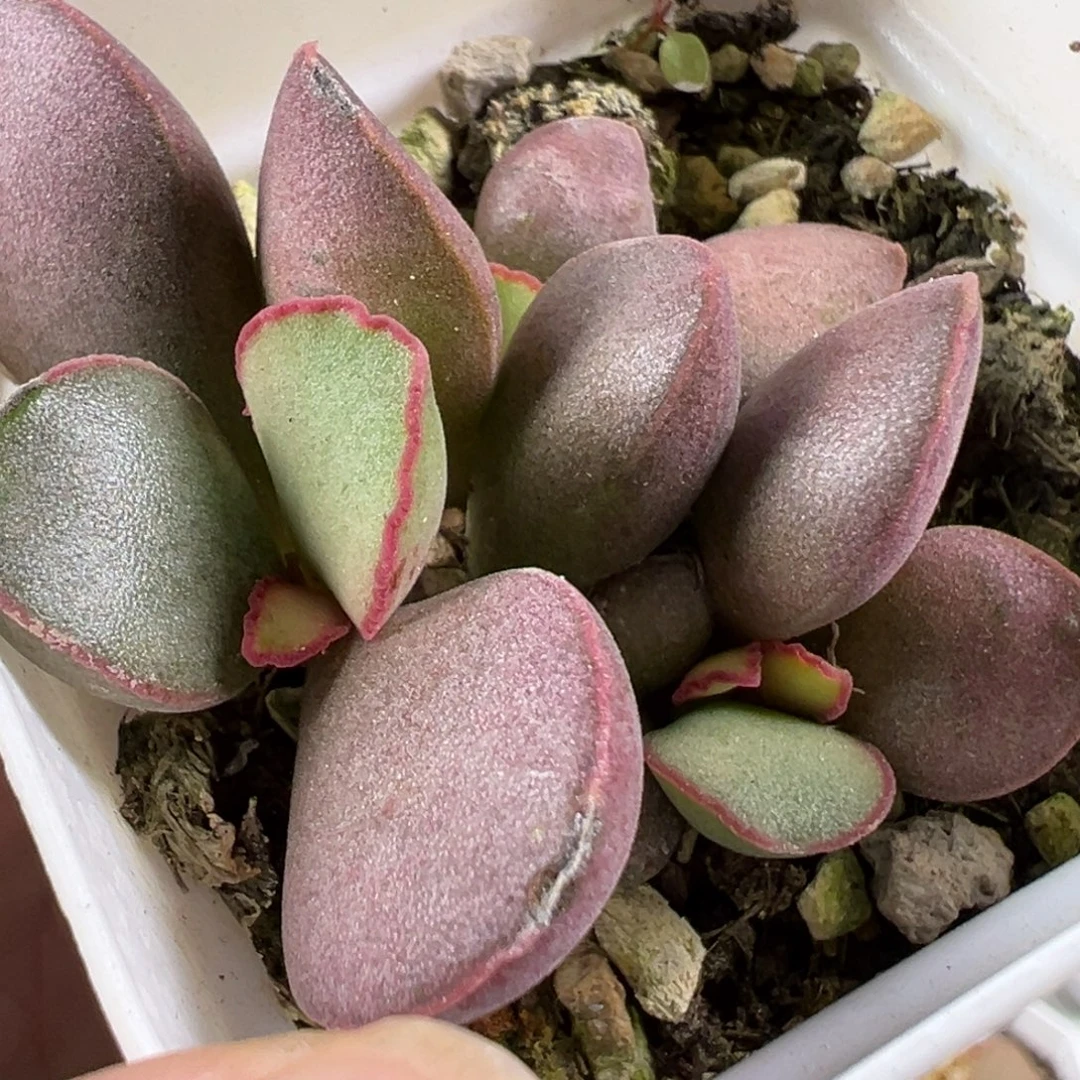 w红桃心多肉植物水泡