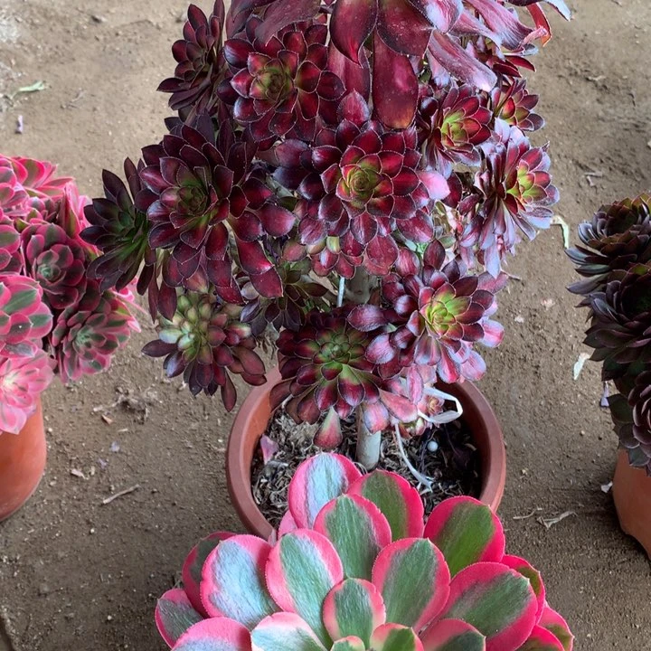 不包损547号魅力妖月