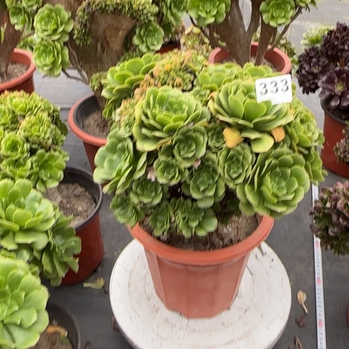 多肉植物绿羊绒缀3333