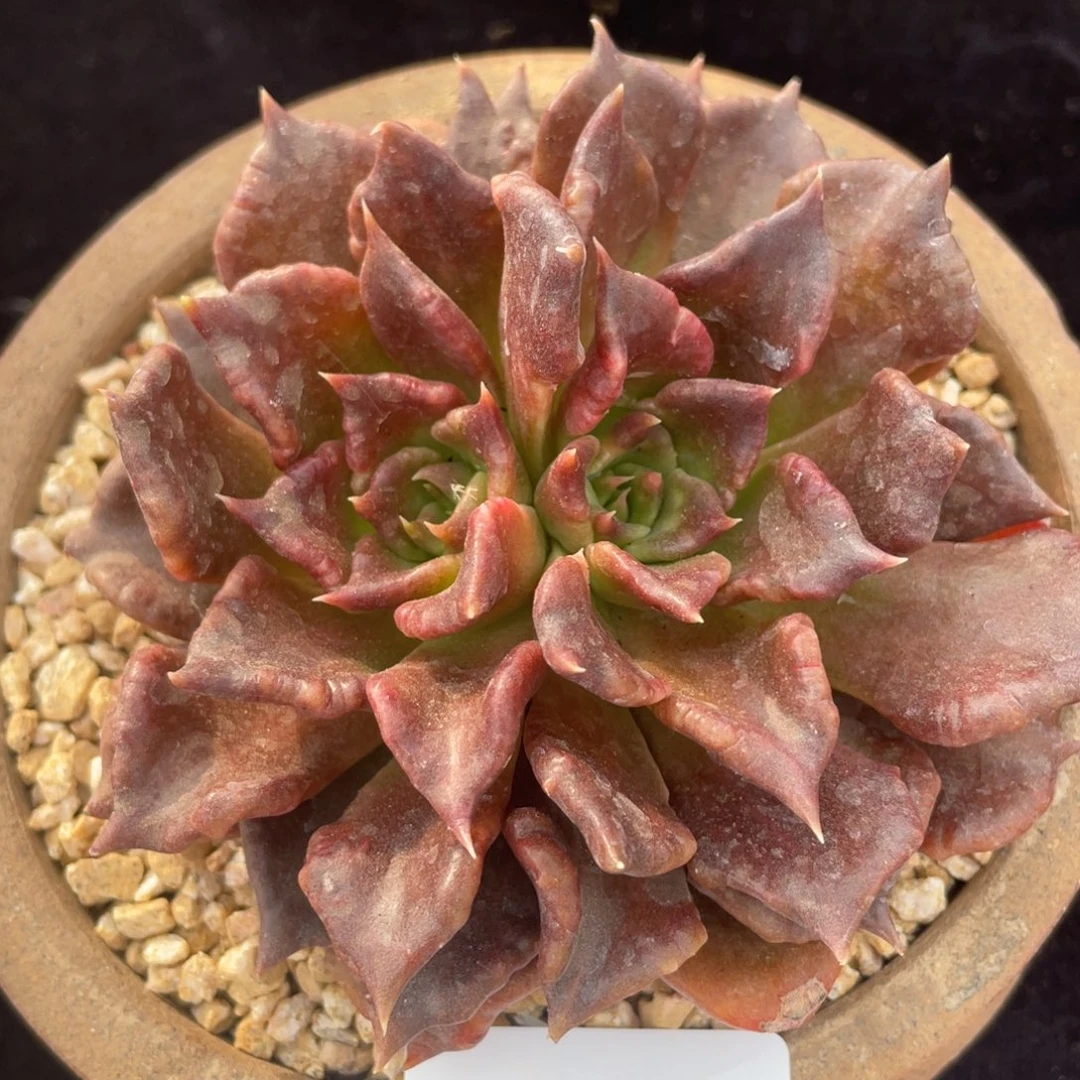 59黑饺子皮双头多肉植物