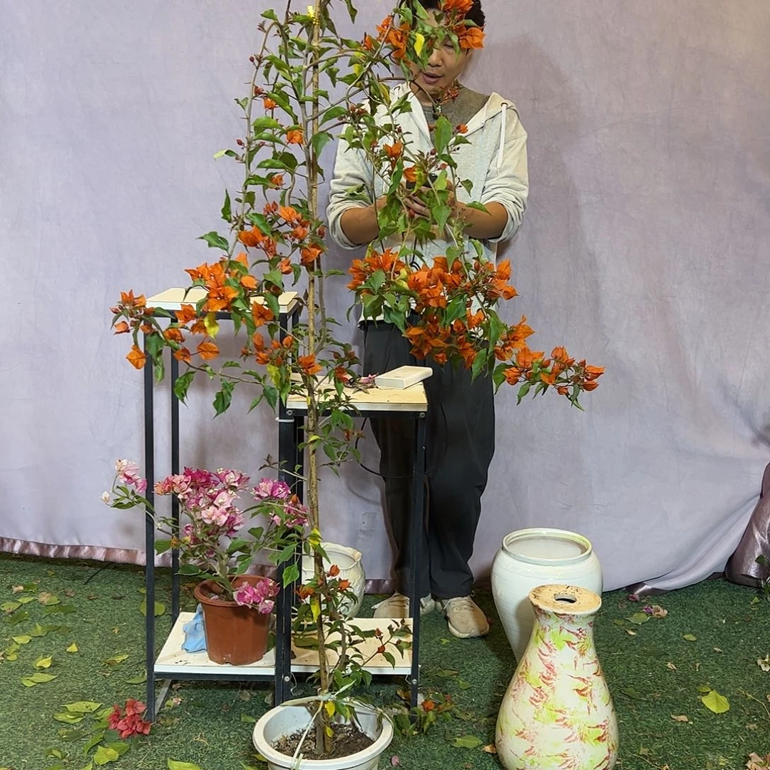 大量花朵（建议范围：8朵-15朵 或40%以上）橙桑巴