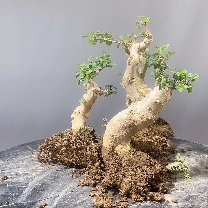 “***哥完全开放对接白蜡盆景