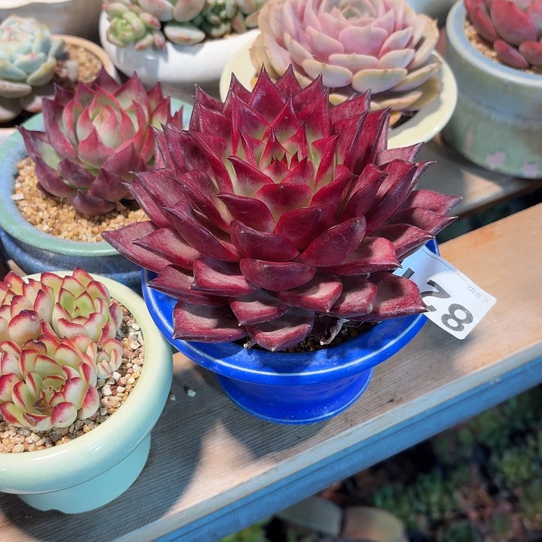 想****罗卡多肉带盆特价821