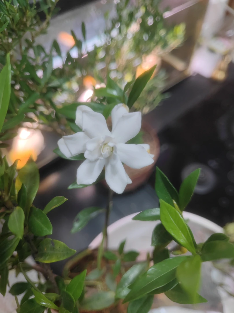 小叶栀子花茉莉盆栽四季开花大花浓香适合室内外种植花卉室内盆栽